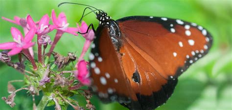 The Role of Magic Butterflies in Ecosystems